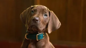 Leia mais sobre o artigo Depois de 56 Anos Sendo Feito em CGI, Scooby-Doo Finalmente Será Interpretado Por Um Cachorro de Verdade — e a Netflix Aposta Tudo Nisso
