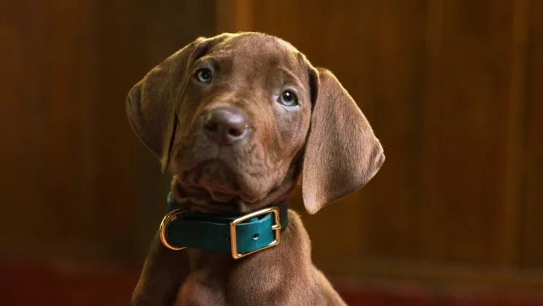 No momento, você está visualizando Depois de 56 Anos Sendo Feito em CGI, Scooby-Doo Finalmente Será Interpretado Por Um Cachorro de Verdade — e a Netflix Aposta Tudo Nisso