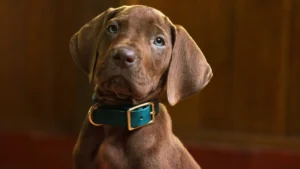 Leia mais sobre o artigo Scooby-Doo Vai Ser Um Cachorro Real Pela Primeira Vez na História — e as Primeiras Imagens Já Deixaram o Brasil Em Colapso