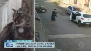 Leia mais sobre o artigo Julgamento Sem Contexto: O Caso do Motorista Flagrado “Roubando” Gato Que Virou Lição Sobre Narrativa Digital
