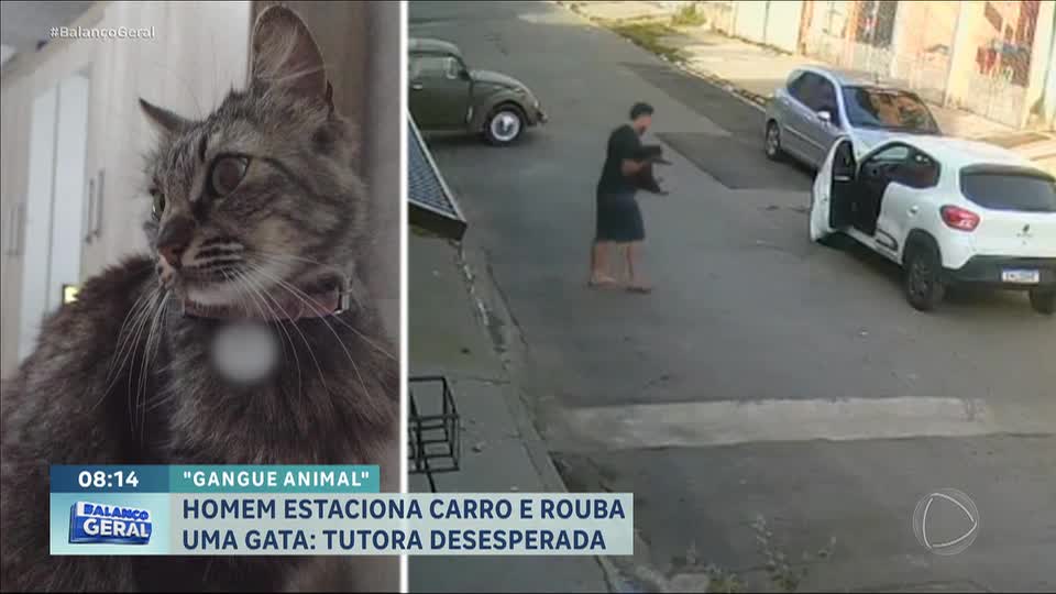 No momento, você está visualizando Julgamento Sem Contexto: O Caso do Motorista Flagrado “Roubando” Gato Que Virou Lição Sobre Narrativa Digital